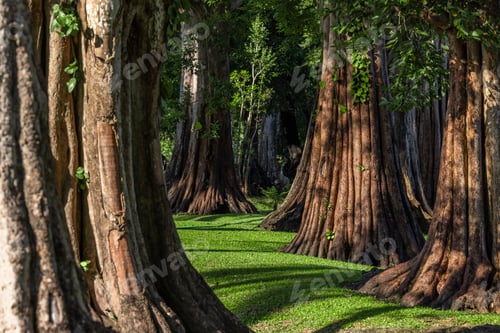 Preview: Giant green tree forest trunk with green fresh leaves, Giant tree forest calming summer warm day.