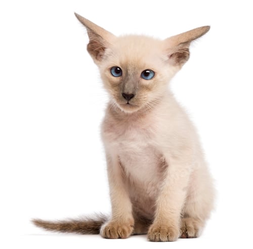 Preview: Oriental Shorthair kitten, 9 weeks old, sitting and looking against white background