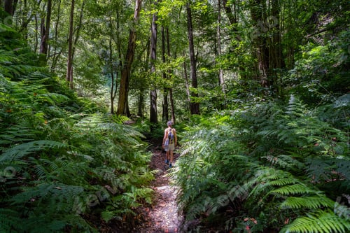 Preview: Female hiker in the middle of Laurel forest inside a Barranco, La Palma, Canary islands