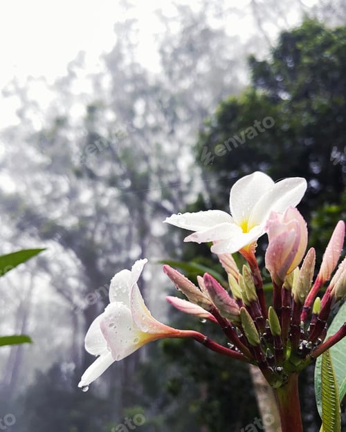 Preview: White Flowers Blooming in a Green and Foggy Forest