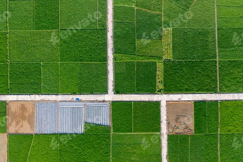 Preview: Paddy fields