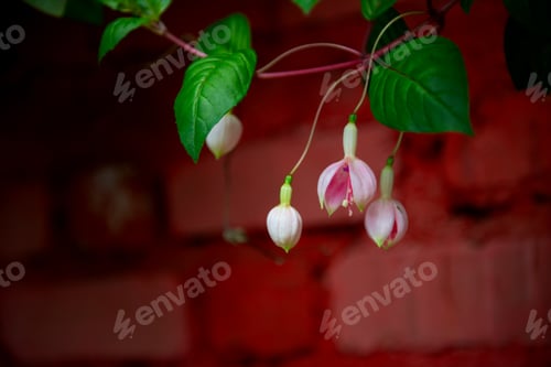 Preview: Red pink flower in the garden