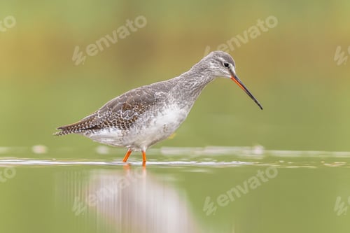 Preview: Spotted redshank foraging in shallow water
