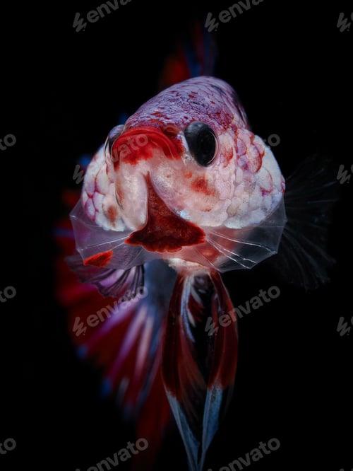 Preview: siamase fighting fish