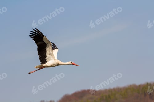 Preview: Elegant beautiful white stork bird with spread wings, black tail and long legs flying