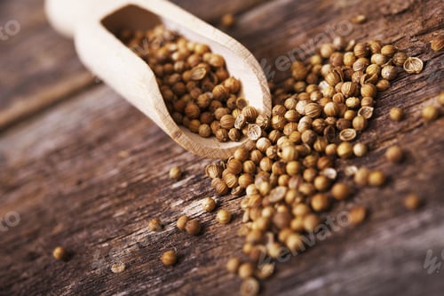 Preview: Dried Coriander Seeds