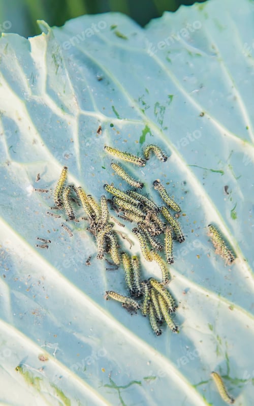 Preview: Caterpillars on the leaves of cabbage. Selective focus.