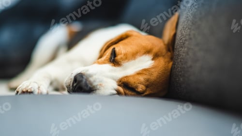 Preview: Funny Beagle dog lying on the sofa. Canine background