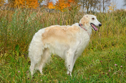 Preview: White borzoi