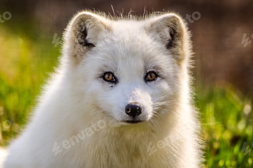 Preview: Arctic Fox on a summer day