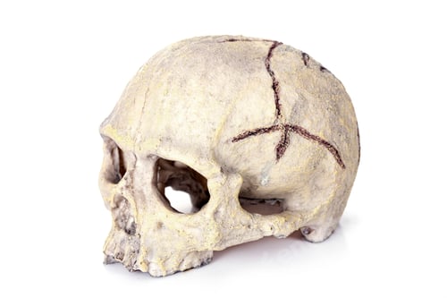 Preview: human skull toy