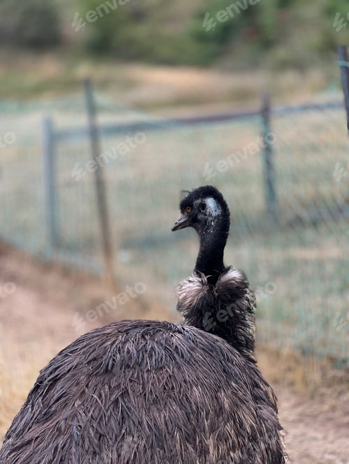 Preview: Vertical shot of an emu bird standing in the farm during daytime