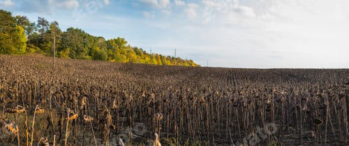 Preview: dried ripe sunflower field awaiting harvest. Field agricultural crops and sky