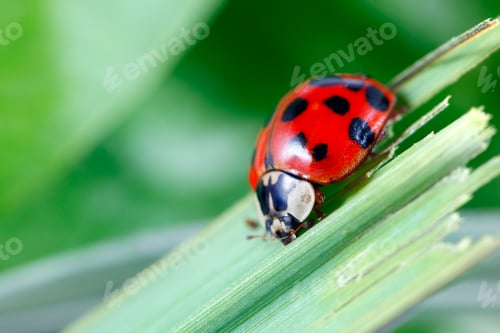 Preview: Ladybug
