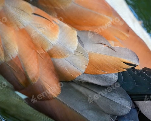 Preview: Closeup of bird feathers