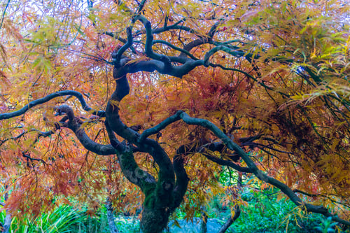 Preview: A Japanese Maple Tree In Late Autumn.