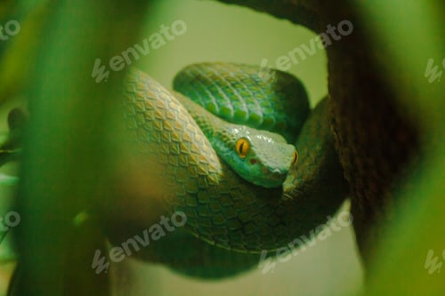Preview: Mangrove pit viper is a venomous snake.
