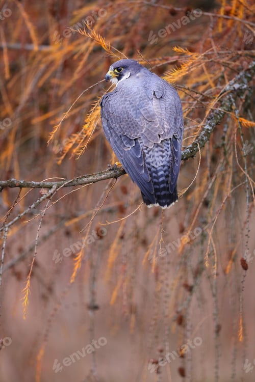 Preview: Majestic peregrine falcon sitting on branch in autumn