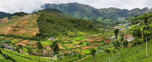Preview: Tea plantations in Yellapatty village in Munnar, Kerala, India