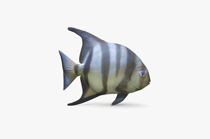 Preview: Atlantic Spadefish: Striped Marine Fish