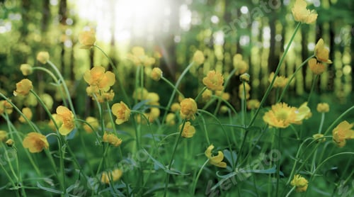 Preview: natural blurred background of a curtain of buttercups on the background of the lech and the setting