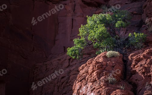 Preview: Oak on a Cliff