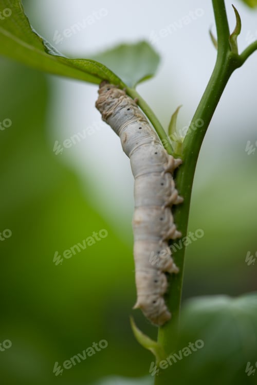 Preview: silkworm