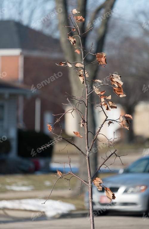 Preview: Small Young Tree On A Street Of Chicago Suburbs