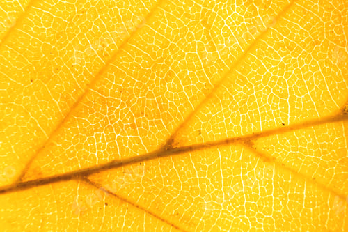 Preview: Macro photo of microscopic organic autumn foliage. yellow leaf texture background.