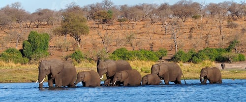 Preview: Elephant, Chobe National Park, Botswana