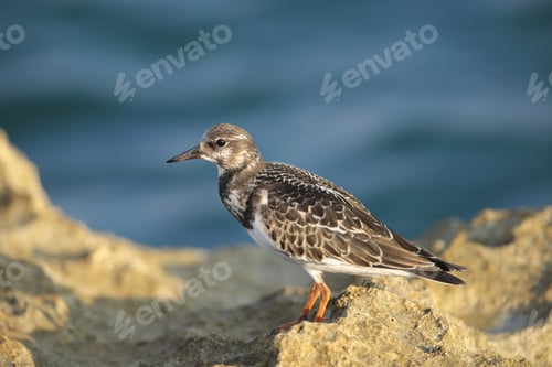 Preview: Juvenile Ruddy turnstone Arenaria interpres