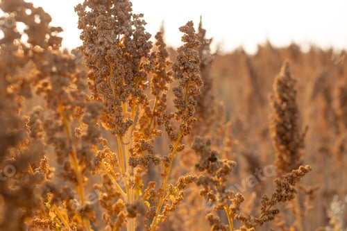 Preview: farmer's hand holding quinoa stalk in field, quinoa harvest
