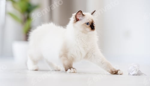 Preview: Ragdoll cat in light room