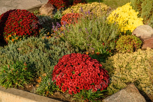 Preview: Chrysanthemum flowers bloom in autumn in the flower garden. Beautiful colors flowers close up