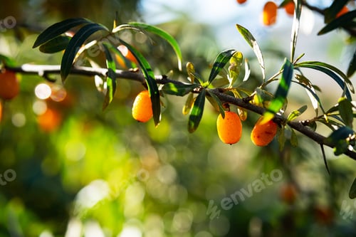 Preview: Hippophae Rhamnoides or Sea Buckthorn Berries in Sunlight on Bush, Shallow Depth of Field.