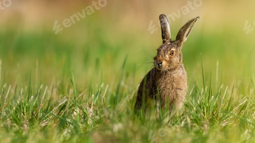 Preview: Little brown hare sitting on grassland in spring nature
