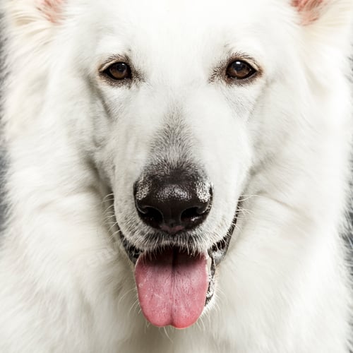 Preview: Studio portrait of an expressive White Swiss Shepherd dog