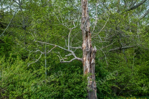 Preview: A View Of A Standing Deadwood Tree In The Middle Of Green Vegetation.