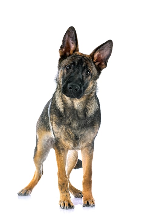 Preview: young german shepherd