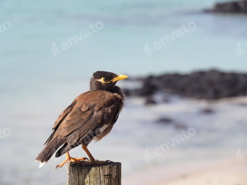 Preview: closeup of a brown Myna perched atop a wooden post, with a blurry background