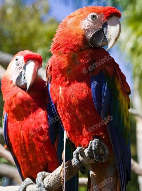 Preview: bird, parrot, Scarlet, Macaw