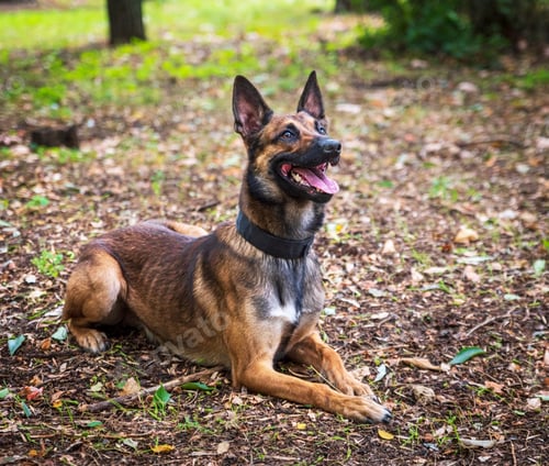 Preview: Belgian Shepherd Malinois lies on the green grass