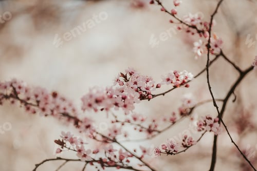 Preview: Tranquil scenery of cherry blossom trees with bokeh lights