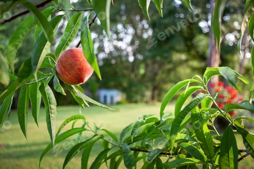 Preview: A fruit on a tree in summer in the countryside