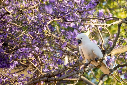 Preview: Sulphur-crested cockatoo seating on a beautiful blooming jacaranda tree