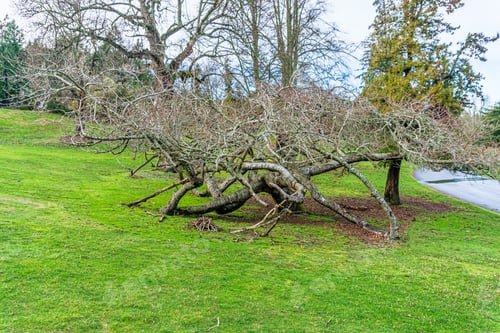 Preview: A Bare Twisted Tree At Point Defiance Park In Tacoma, Washington.