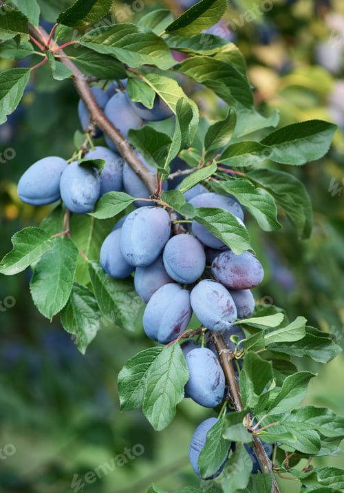 Preview: Ripe plums on the tree