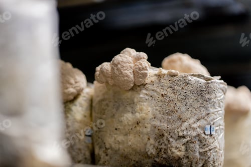 Preview: close-up of lion's mane mushroom Eco-food Bio Vegetarian food Edible mushrooms Growing plastic bags