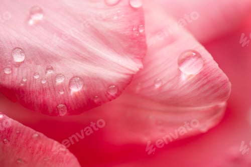 Preview: Macro shot of drops on tulip petals. Spring background.