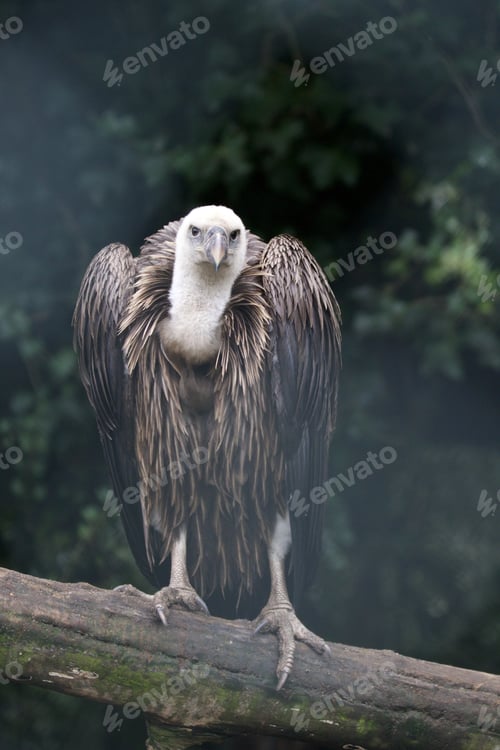 Preview: Closeup of a Griffon vulture, a bird of prey